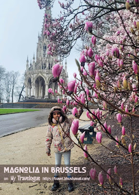 Best places to see Magnolia in Brussels