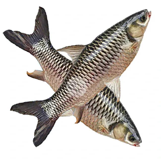 Ikan Jelawat Borneo