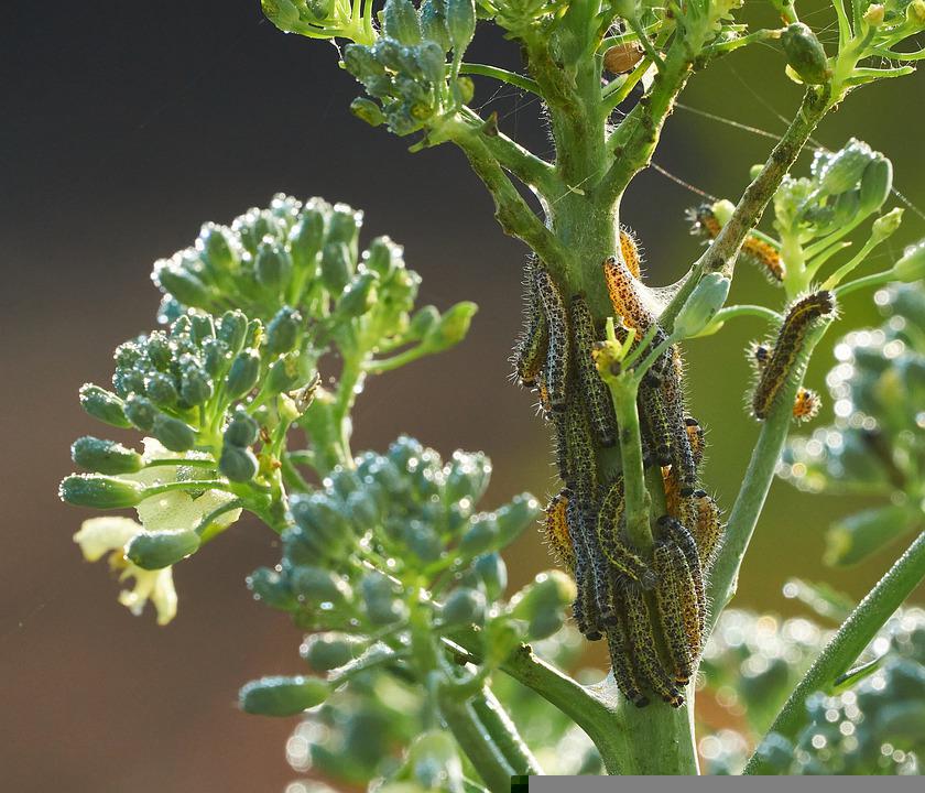 Cauliflower is susceptible to many crop pests, including  cabbage moth, cabbage loopers, and cabbage worms. You can use row covers for protection against cabbage moth butterflies, which lay eggs on the plants.