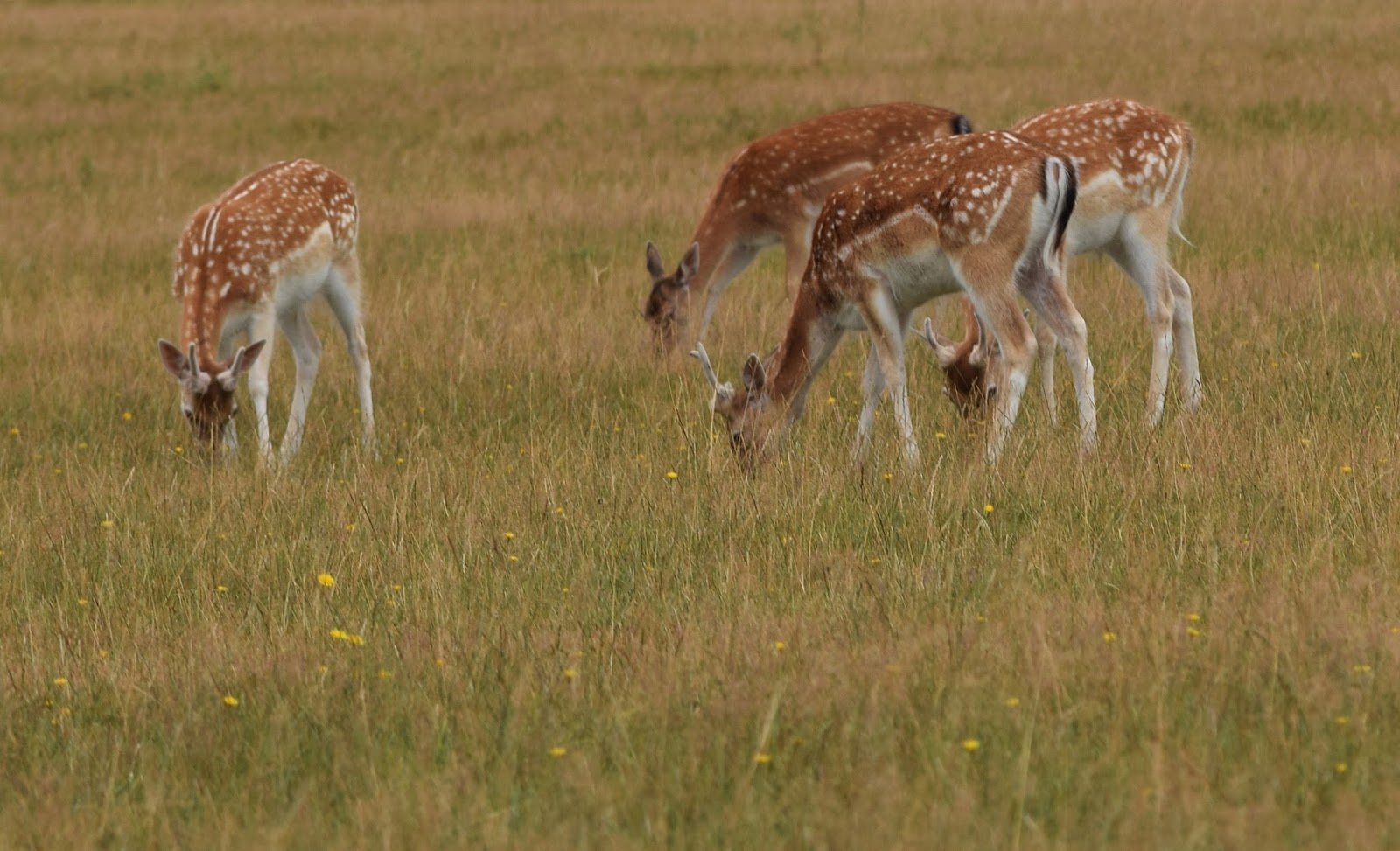 Deers in Richmond Park, London