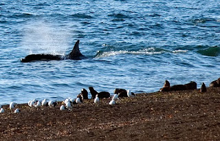 Orcas in Punta Norte: a report for wild life lovers.