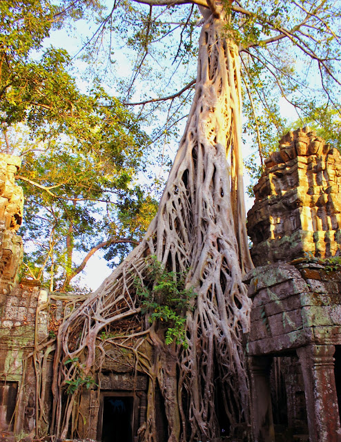 Temple de Ta Prohm - Angkor Siem Reap  Voyage au Cambodge