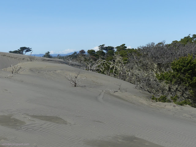 29: sand rolling over the forest