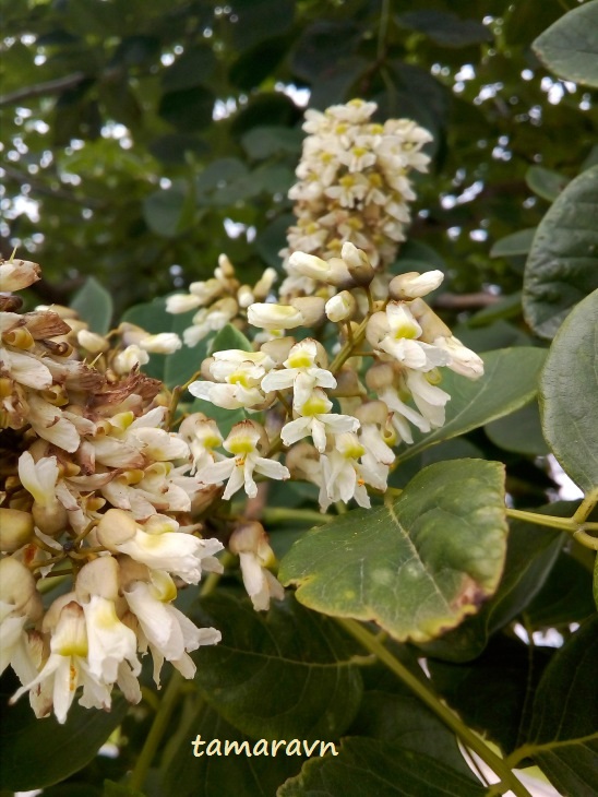 Маакия амурская (Maackia amurensis)