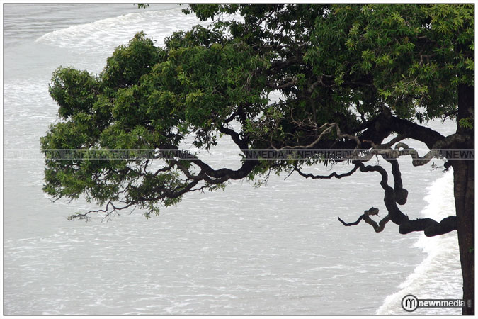 Seashore Tree: Which place?