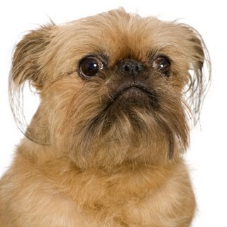 Brussels Griffon Dog Picture