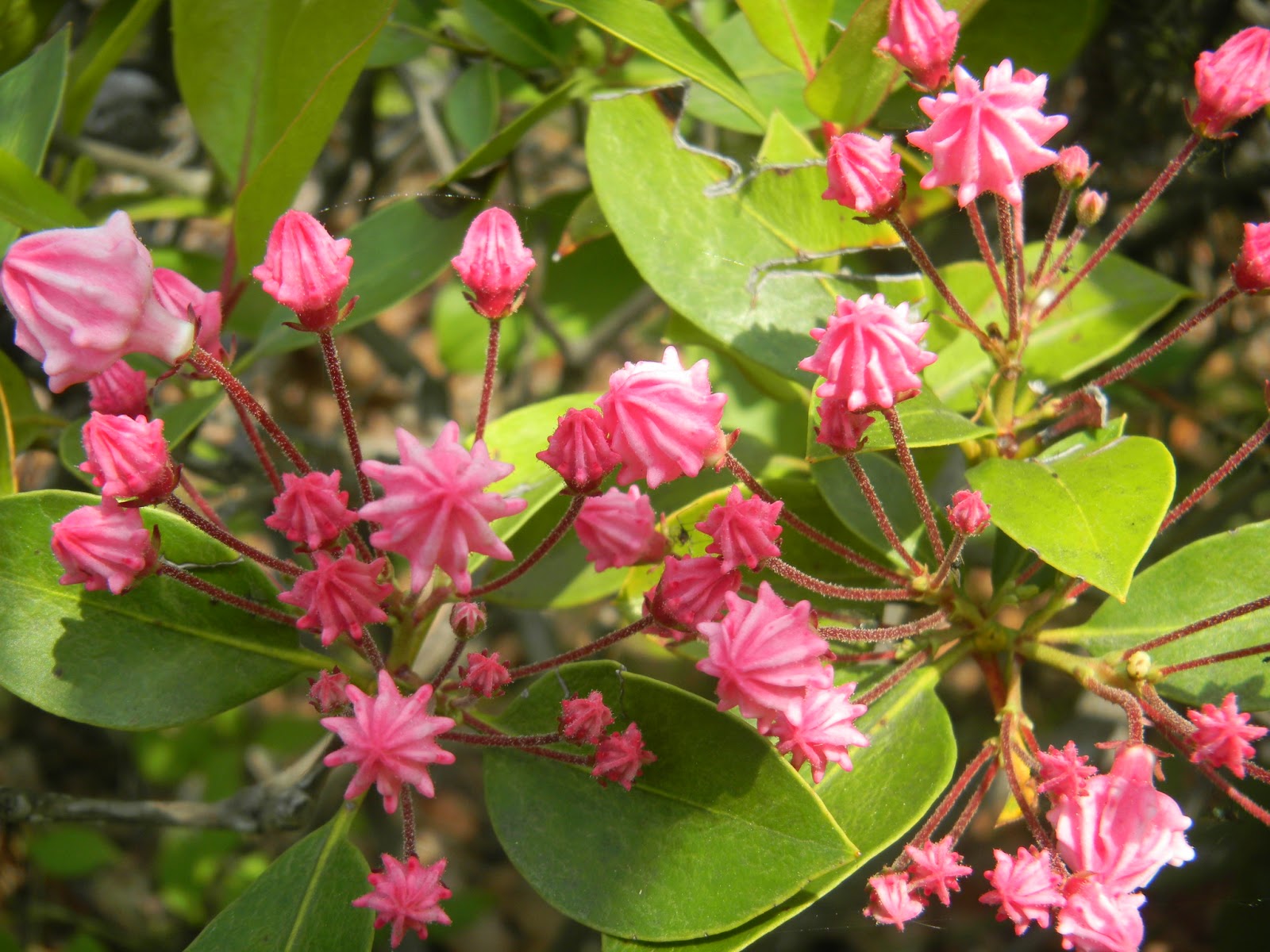 花 花 花 サクランボ