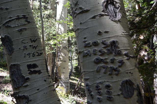 carved in the aspens