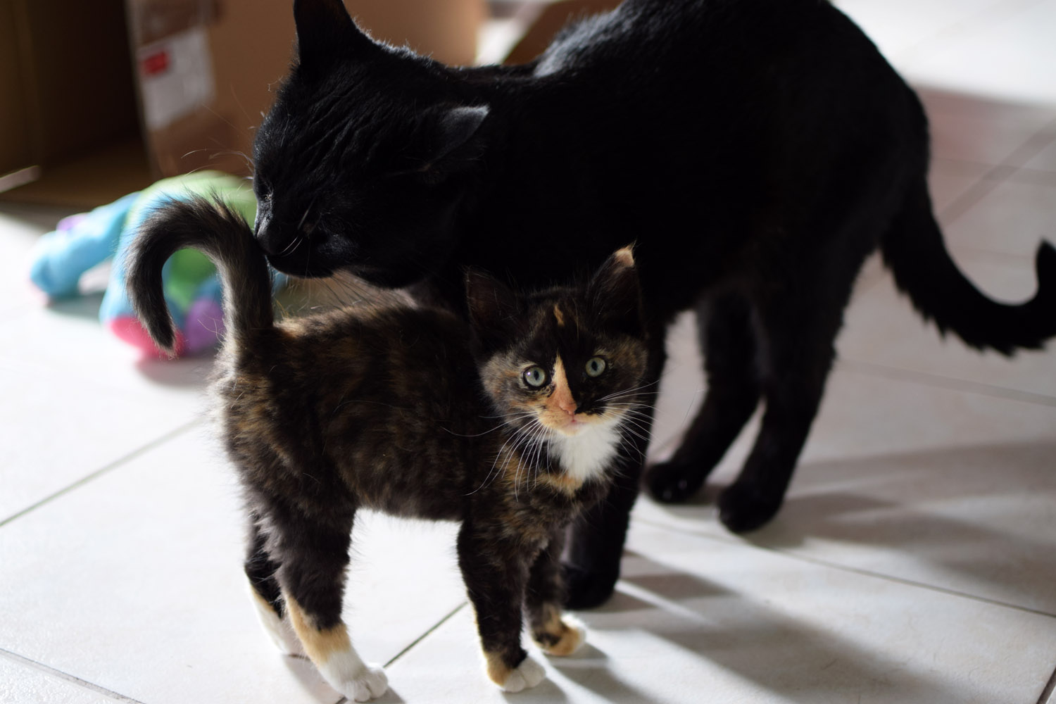 Le chat et l'arrivée d'un bébé - WanimoVéto
