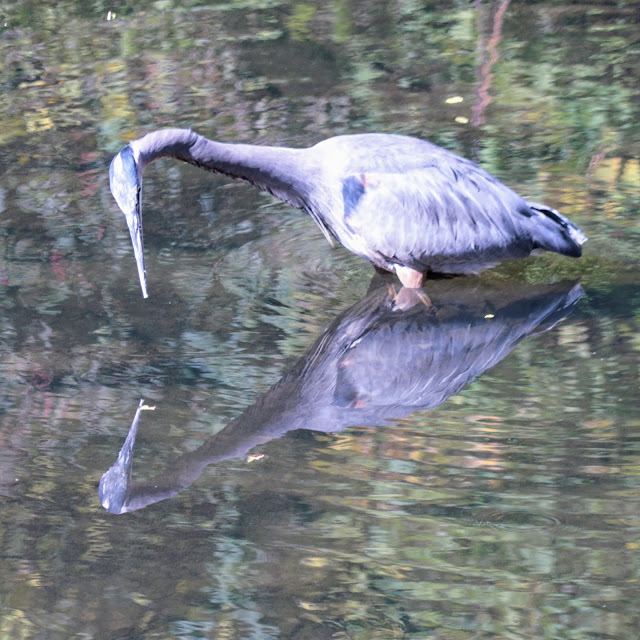 Great Blue Heron in Warden Woods Park