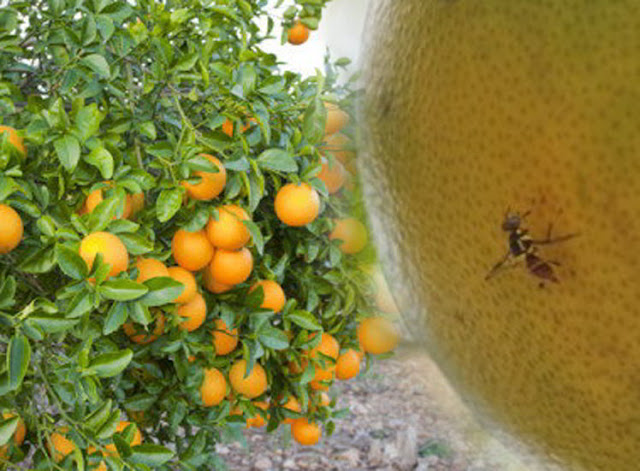 Cara Membasmi Lalat Buah Pada Tanaman Jeruk