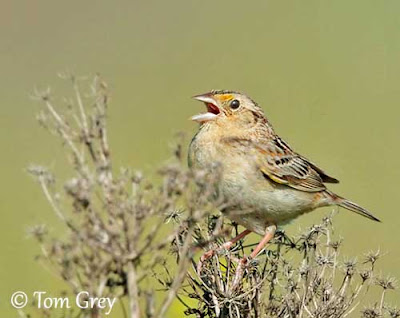 Chingolo saltamontes (Ammodramus savannarum)