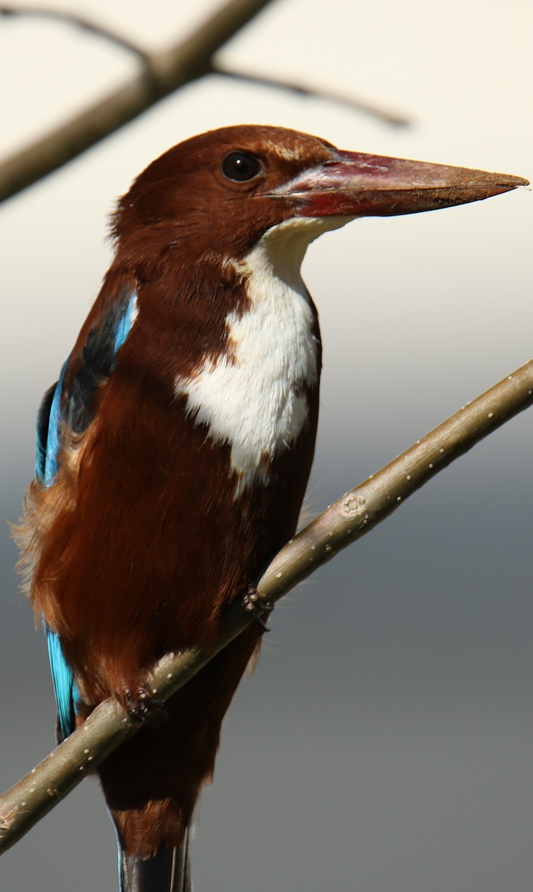 A white-throated kingfisher up close.