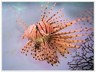 lion fish animal lionfish wallpaper