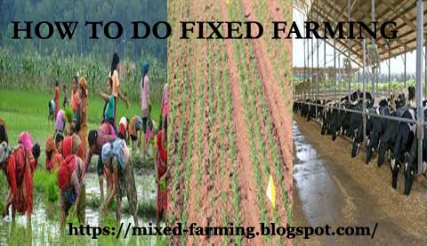 HOW TO DO FIXED FARMING