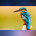 पक्षियों से जुड़े हुए रोचक तथ्य। Interesting Facts about Birds In Hindi