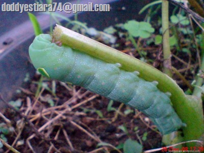 ulat-di-pohon-keladi-949