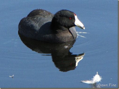 sweetwater wetlands_111