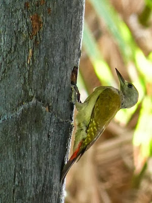 Grey Woodpecker