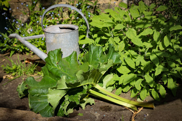 rhubarb