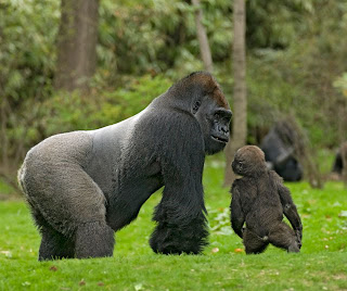 gorila Gorilla gorilla mamíferos de Africa en peligro de extincion