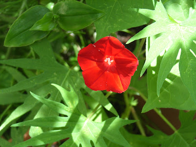 [最も欲しかった] 赤い小さな花 174915-赤い小さな花 秋