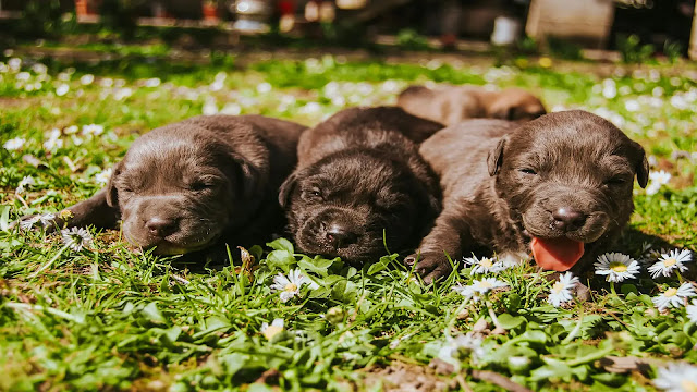 Puppies