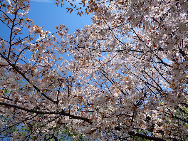 むきばんだ史跡公園の山桜