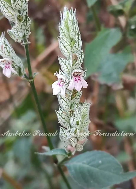 Justicia betonica L. Family : Acanthaceae Common name : Squirrel Tail, Hadpat (Hindi)  Location : Bhubaneswar, Odisha India Habit : Under shrub Habitat : Found along roads and stream banks  Medicinal uses : ✔ Crushed leaves used against pain and swelling.  ✔ The aerial parts are used in diarrhoea and inflammation and swelling.  ✔ Inflorescence is given orally to treat vomiting and constipation.