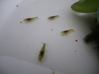 [10000ダウンロード済み√] ミナミヌマエビ 繁殖 しない 397293