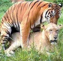 tigre y leona