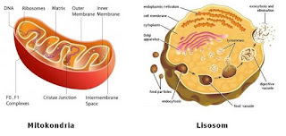 Mitokondria (the power house) dan Lisosom,