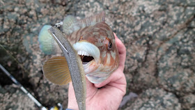 Wrasse on OSP Dolive Stick