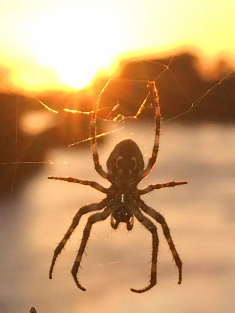 Spider with a nice diamond shape on it s rear where web comes from that it just felt over top of the Willamette River and Eugene Oregon during that sunset