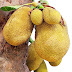 The New Superfoods for Weight Loss