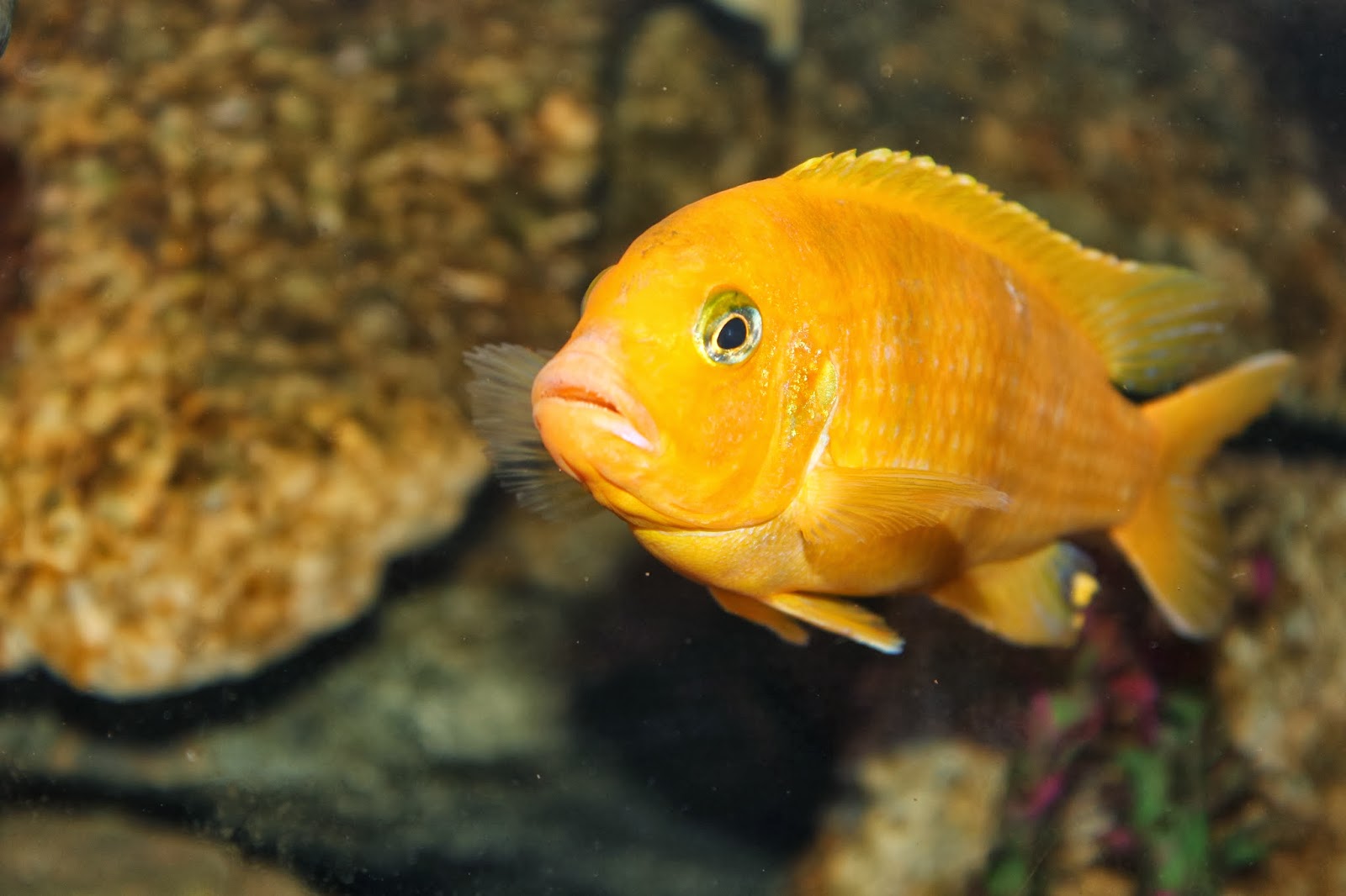 Kenyi Cichlid