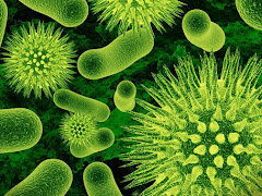 Apa Sebenarnya Perbezaan Bakteria Dan Virus?