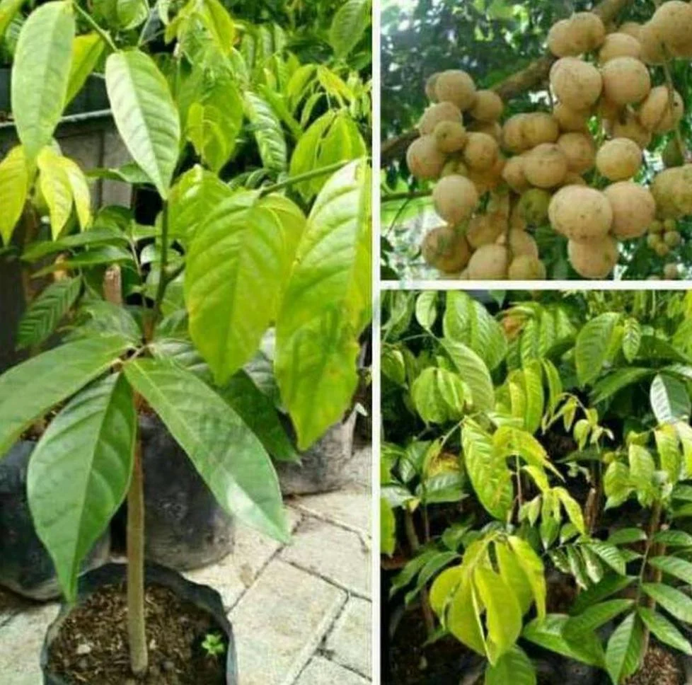 bibit tanaman duku biji unggulada tapi kecil Sulawesi Selatan