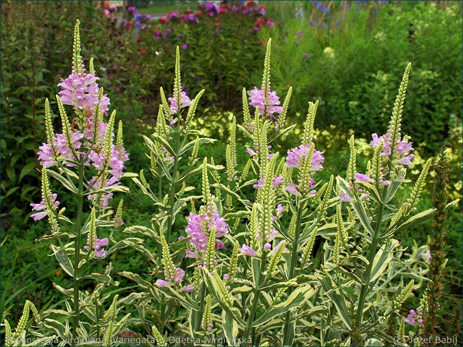 Physostegia virginiana 'Variegata' - Odętka wirginijska kwiatostany