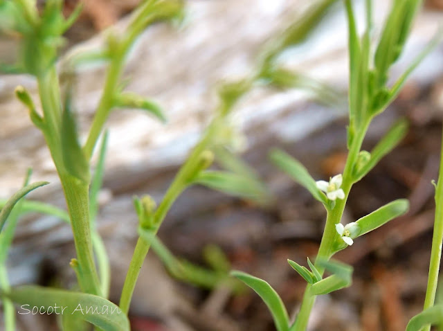 Thesium chinense