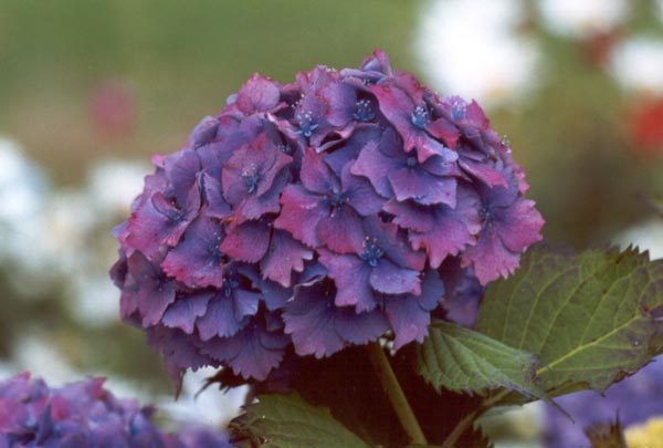 types of flowers hydrangea Hydrangea Flower | 600 x 405