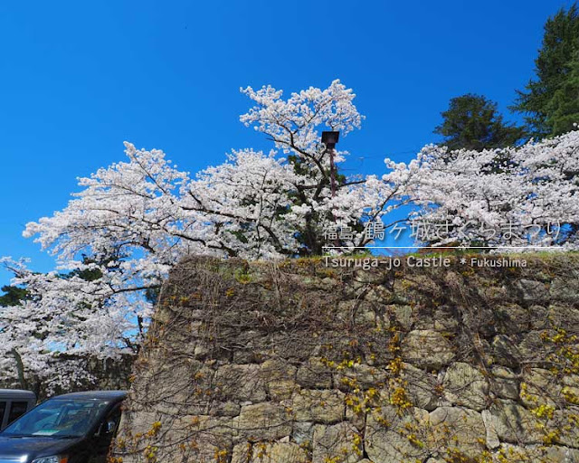 鶴ヶ城の桜がすごい！(2) 西出丸エリア