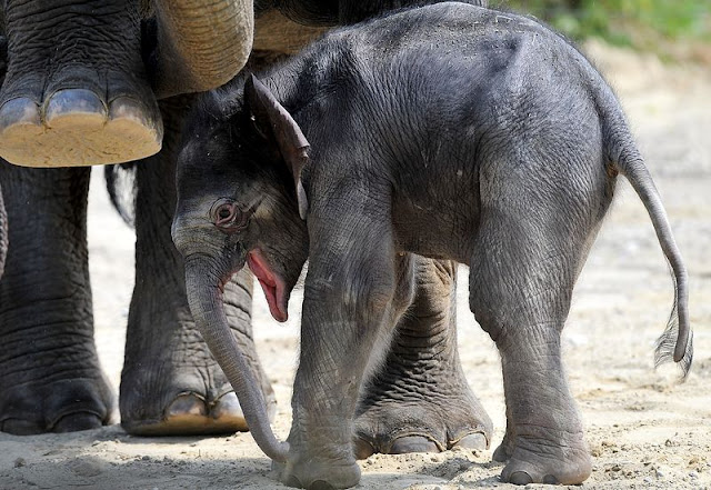 baby animals, cute animals, baby elephant