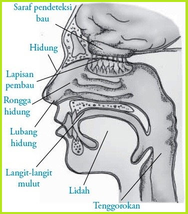  Bagian  bagian  Fungsi Dan Urutan Proses Membau Pada Hidung  