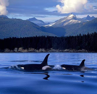 Killer whales orca