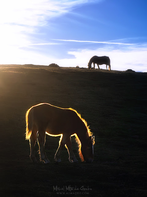 Caballos al atardecer