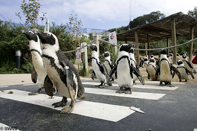 The world's first zebra crossing for penguins