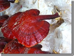 Ang Tunay na Ganoderma_thumb[1]