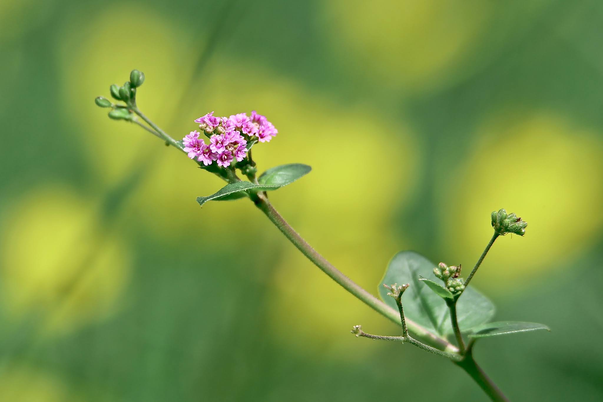 Most common Weeds and Wild flowers, and grasses with name in Karnataka,. India, high resolution free