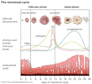 Menstruation